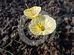 Narcissus romieuxii \'Julia Jane\' - distinctive, early-flowering daffodil with the flowers with narrow perianth