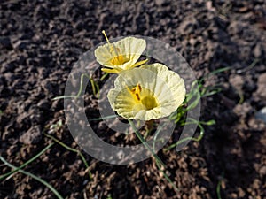 Narcissus romieuxii \'Julia Jane\' - distinctive, early-flowering daffodil with the flowers with narrow perianth