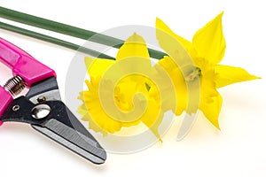 Narcissus and scissors for gardening