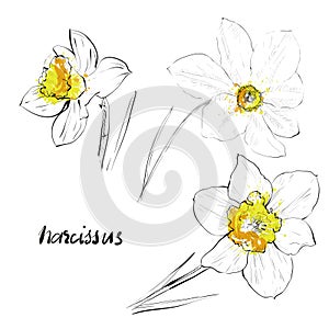 Narcissus set. Sketch vector illustration