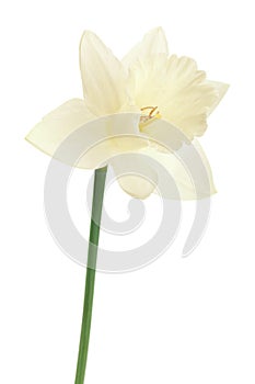 Narcissus spring flower on white