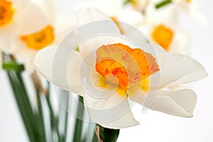 Narcissus spring flower on white