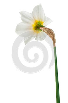 Narcissus spring flower on white