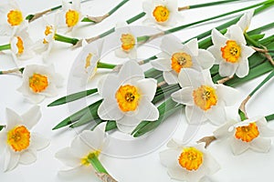 Narcissus spring flower on white