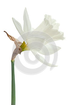 Narcissus spring flower on white