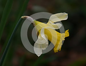 Narcissus spring flower photo