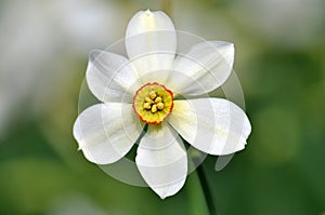 Narcissus spring flowers