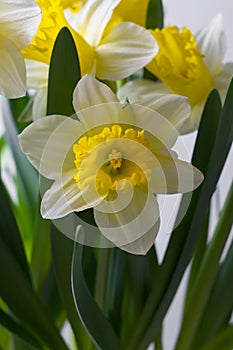 Narcissus - spring yellow-white flower