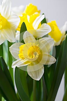 Narcissus - spring yellow-white flower