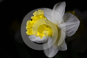 Narcissus - spring yellow-white flower