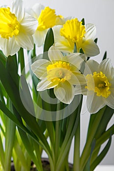 Narcissus - spring yellow-white flower