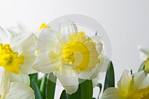 Narcissus - spring yellow-white flower