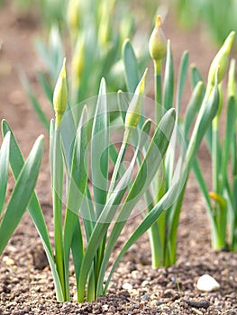 Narcissus in springtime