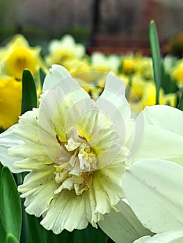 A narcissus starting to whither after a lush bloom