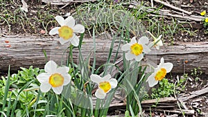 Narcissus or Suisen flowers white and yellow found in the countryside and nature in Japan