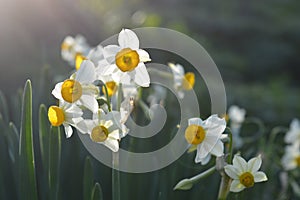Narcissus in sunbath