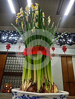 Narcissus tazetta flowers is ornamental plants usualy use it for chinesse new year plants photo