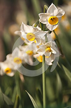 Narcissus tazetta