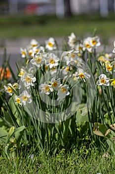 Narcissus tazetta paperwhite bunch flowered daffodil in bloom, early spring flowering white yellow plant