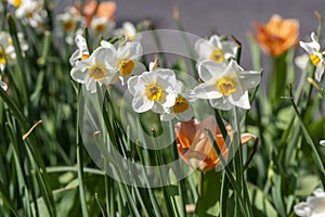 Narcissus tazetta paperwhite bunch flowered daffodil in bloom, early spring flowering white yellow plant