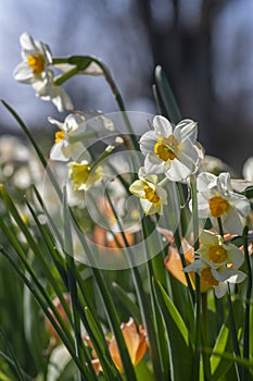 Narcissus tazetta paperwhite bunch flowered daffodil in bloom, early spring flowering white yellow plant