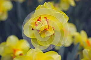 Narcissus terrycloth Tahiti yellow flowers Bulbous plants bloom in spring garden