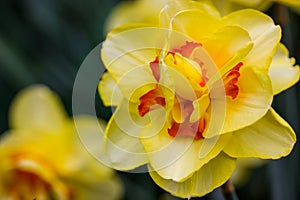 Narcissus terrycloth Tahiti yellow flowers Narcissus bulbous in spring garden