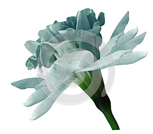 Narcissus turquoise flower isolated on white background with clipping path. Close-up. Side view.