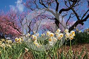 Narcissus under Ume trees