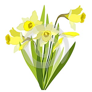 Narcissus. Vector isolated illustration of yellow spring flowers.