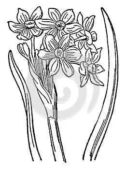 Narcissus vintage illustration