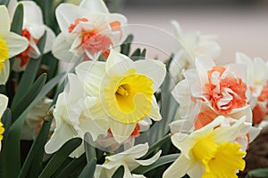 Narcissus Yellow daffodils