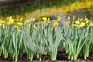 Narcissus Yellow daffodils