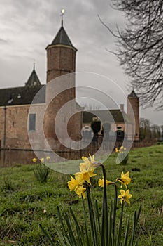 Narcissus yellow flower in green grass in spring cloudy morning with castle