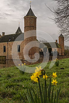 Narcissus yellow flower in green grass in spring cloudy morning with castle