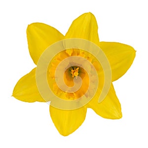 Narcissus yellow flower isolated on white background.