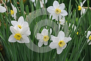 Narcissuses