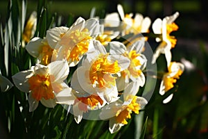 Narcissuses in the morning.