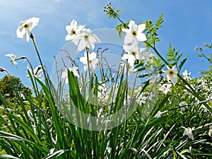 Narcisus flowers in a mountain meadow