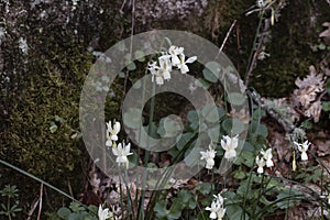 Narcisus triandrus white flowers