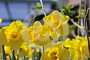 Narcisus yellow flowers on a garden in the middle of spring