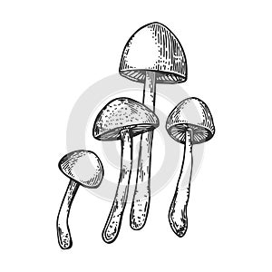 Narcotic mushroom engraving vector illustration photo