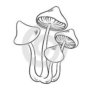 Narcotic mushroom coloring vector illustration photo