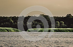 Narew River landscape and cane