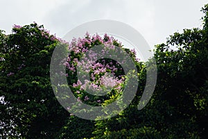 Purple flower tree near Nariva Swamp on Trinidad