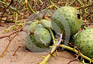 Narra plants in the in the Namib desert is an invaluable source of moisture and food