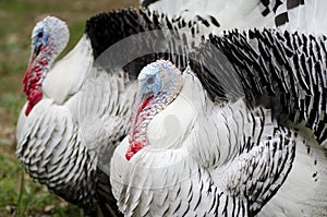 Narragansett Turkeys photo