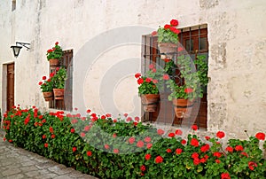 The narrow alley full of red flowering shrubs and planters hanging on the old building`s window, Monastery of Santa Catalina, Peru