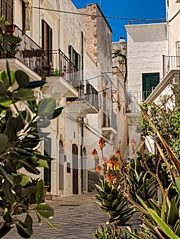 A narrow alley in Polignano a Mare in the Puglia region of Italy, lined with plants and flowers photo