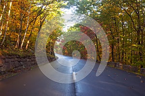 Narrow asphalt road in colorful autumn forest on a sunny day.